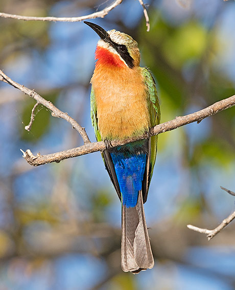 White-fronted Bee-eater